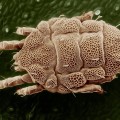 97%の人の顔に保有している!顔ダニって何!?顔ダニの症状について 97%の人の顔に保有している!顔ダニって何!?顔ダニの症状について