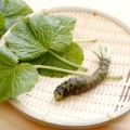 ただの薬味ではない!ワサビの美容効果はシミやそばかすを消してくれる! ただの薬味ではない!ワサビの美容効果はシミやそばかすを消してくれる!