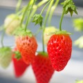 心当たりはありませんか?鼻ニキビの原因は何気ない日常生活にあり! 心当たりはありませんか?鼻ニキビの原因は何気ない日常生活にあり!