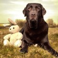 パブロフの犬とは?生命が持つ条件反射の面白さで生活を楽しく パブロフの犬とは?生命が持つ条件反射の面白さで生活を楽しく