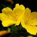 大人にきびの改善や肌荒れに!月見草オイルの効果とは 大人にきびの改善や肌荒れに!月見草オイルの効果とは